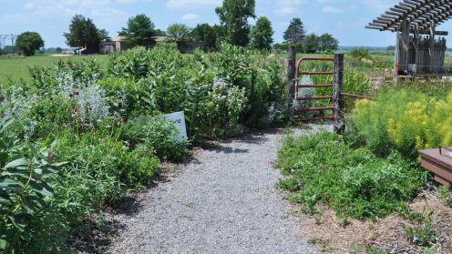 "KU Native Medicinal Plant Garden pathway with building partly visible in the background behind plants